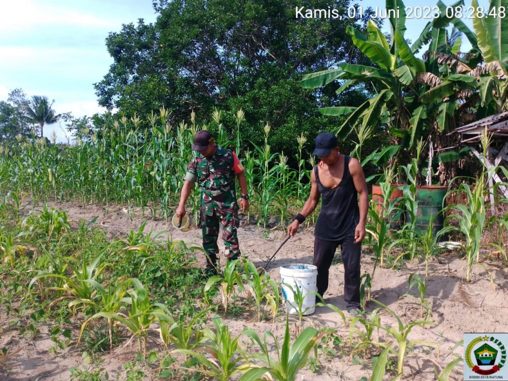 Cegah Hama, Babinsa Koptu Pamuji Pantau Perkembangan Lahaan Pangan Koramil 03/Sedanau
