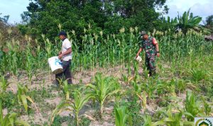 Lahan Pangan Koramil 03/Sedanau, Babinsa Bersama Petani Rawat Kebun Jagung Dari Hama