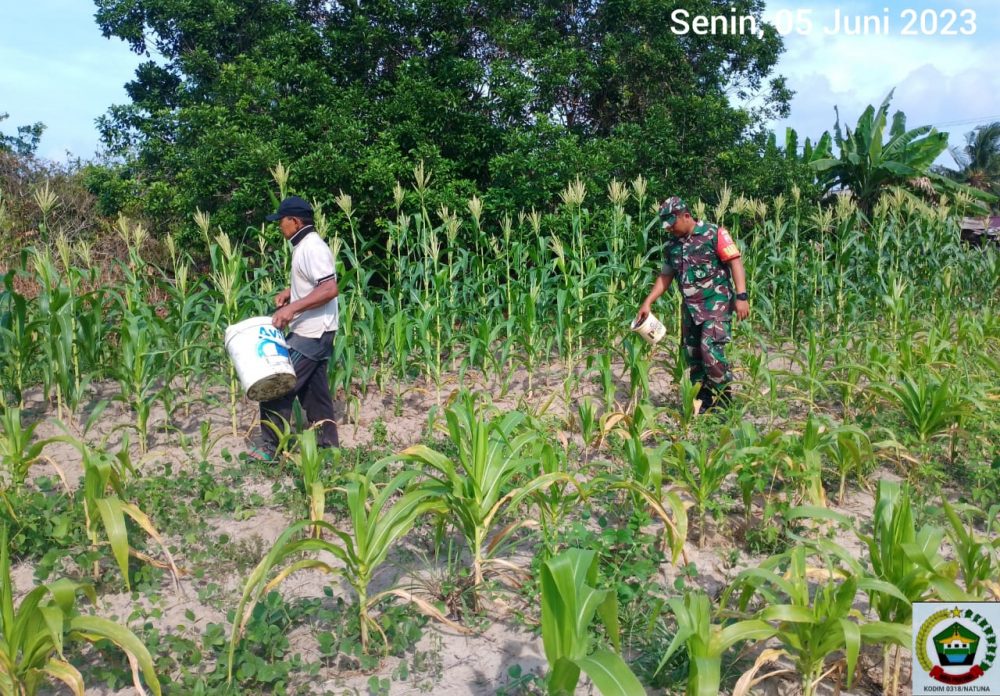 Lahan Pangan Koramil 03/Sedanau, Babinsa Bersama Petani Rawat Kebun Jagung Dari Hama