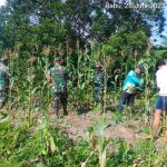 Wujudkan Ketahanan Pangan, Koramil 03/Sedanau Bersama Kelompok Tani Panen Jagung Perdana Wujudkan Ketahanan Pangan, Koramil 03/Sedanau Bersama Kelompok Tani Panen Jagung Perdana