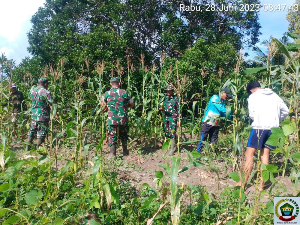 Wujudkan Ketahanan Pangan, Koramil 03/Sedanau Bersama Kelompok Tani Panen Jagung Perdana