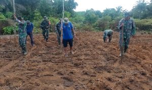 Koramil 03/Sedanau Kembali Buka Lahan Pangan Untuk Ditanami Jagung Koramil 03/Sedanau Kembali Buka Lahan Pangan Untuk Ditanami Jagung