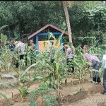 Sukseskan Lahan Pangan, Koramil 06/Serasan Panen Jagung Secara Bertahap