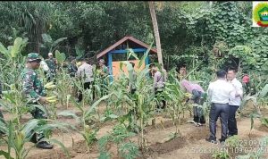 Sukseskan Lahan Pangan, Koramil 06/Serasan Panen Jagung Secara Bertahap