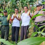 Sukseskan Ketahanan Pangan, Babinsa Koramil 06/Serasan Panen Jagung Bersama Petani