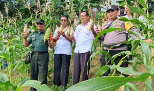 Sukseskan Ketahanan Pangan, Babinsa Koramil 06/Serasan Panen Jagung Bersama Petani