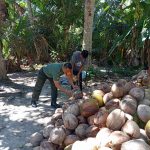 Babinsa Serka Risdianto Jalin Komsos Dengan Petani Kelapa