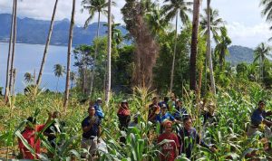 Bersama Kelompok Tani, Babinsa Kopda Dhanu Panen Raya Jagung di Lahan Ketahanan Pangan