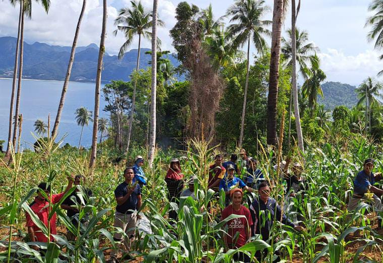 Bersama Kelompok Tani, Babinsa Kopda Dhanu Panen Raya Jagung di Lahan Ketahanan Pangan