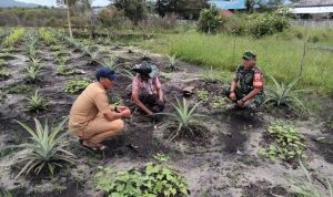 Babinsa Koramil 06/Serasan Komsos Dengan Petani Nanas, Bahas Pengolahan Tanaman Babinsa Koramil 06/Serasan Komsos Dengan Petani Nanas, Bahas Pengolahan Tanaman