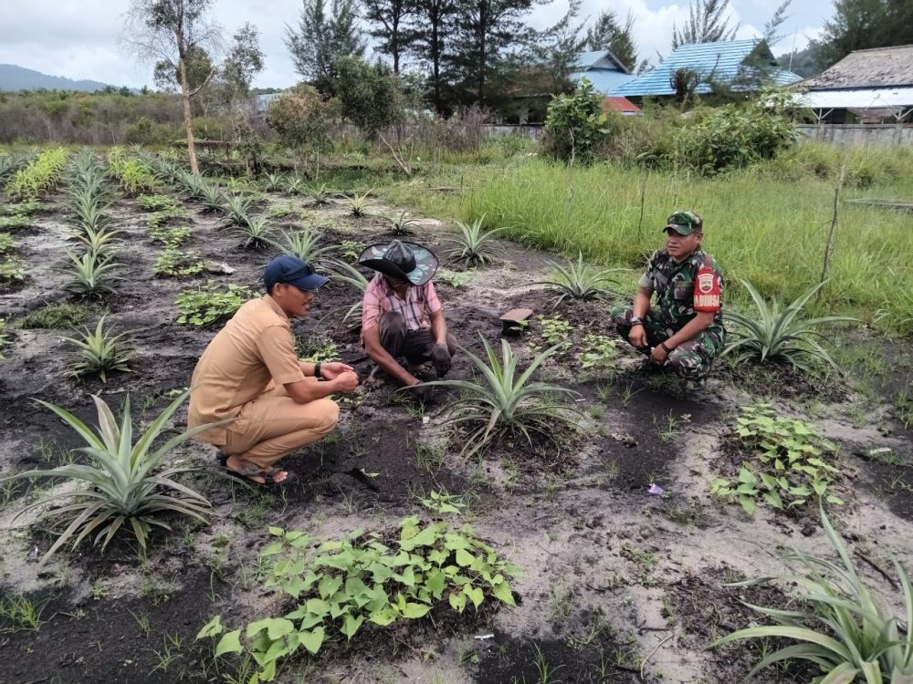 Babinsa Koramil 06/Serasan Komsos Dengan Petani Nanas, Bahas Pengolahan Tanaman