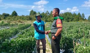 Komsos Dengan Petani Cabe, Babinsa Koptu Pamuji Berikan Motivasi