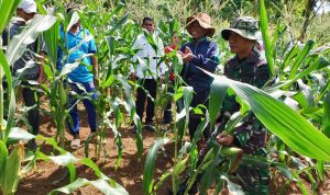 Wujudkan Ketahanan Pangan, Babinsa Koramil 03/Sedanau Panen Jagung Bersama Kelompok Tani Wujudkan Ketahanan Pangan, Babinsa Koramil 03/Sedanau Panen Jagung Bersama Kelompok Tani