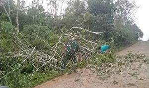 Babinsa Bersama Warga Goro Bersihkan Pohon Tumbang Menimpa Badan Jalan Desa Semedang