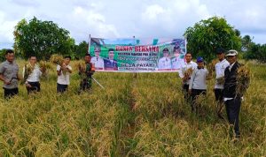Dukung Ketahanan Pangan, Babinsa Praka Ricko Lakukan Panen Padi Bersama Petani Dukung Ketahanan Pangan, Babinsa Praka Ricko Lakukan Panen Padi Bersama Petani