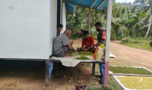 Babinsa Praka Ricko Kembali Komsos Dengan Petani Cengkeh Serasan Babinsa Praka Ricko Kembali Komsos Dengan Petani Cengkeh Serasan