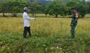 Bersama Dinas Pertanian, Babinsa Praka Ricko Tinjau Lahan Persawahan Untuk Pompanisasi
