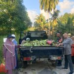 Babinsa Praka Ricko Dampingi Panen Raya Hanpangan Desa Payak
