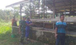 Komsos Dengan Peternak Sapi, Babinsa Koramil 03/Sedanau Beri Motivasi Komsos Dengan Peternak Sapi, Babinsa Koramil 03/Sedanau Beri Motivasi