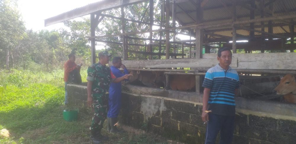 Komsos Dengan Peternak Sapi, Babinsa Koramil 03/Sedanau Beri Motivasi
