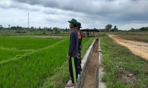 Dukung Swasembada Pangan, Babinsa Praka Yopi Komsos Dengan Petani Padi