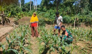 Sambangi Petani Jagung, Babinsa Praka Ricko Beri Motivasi