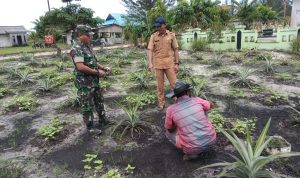Bersama Dinas Pertanian, Babinsa Serda Suwarno Sambangi Petani Desa Pangkalan