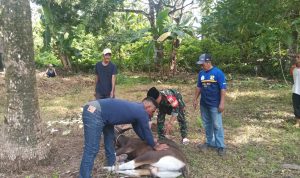 Babinsa Koramil 06/Serasan Turut Bantu Warga Lakukan Penyembelihan Hewan Kuran