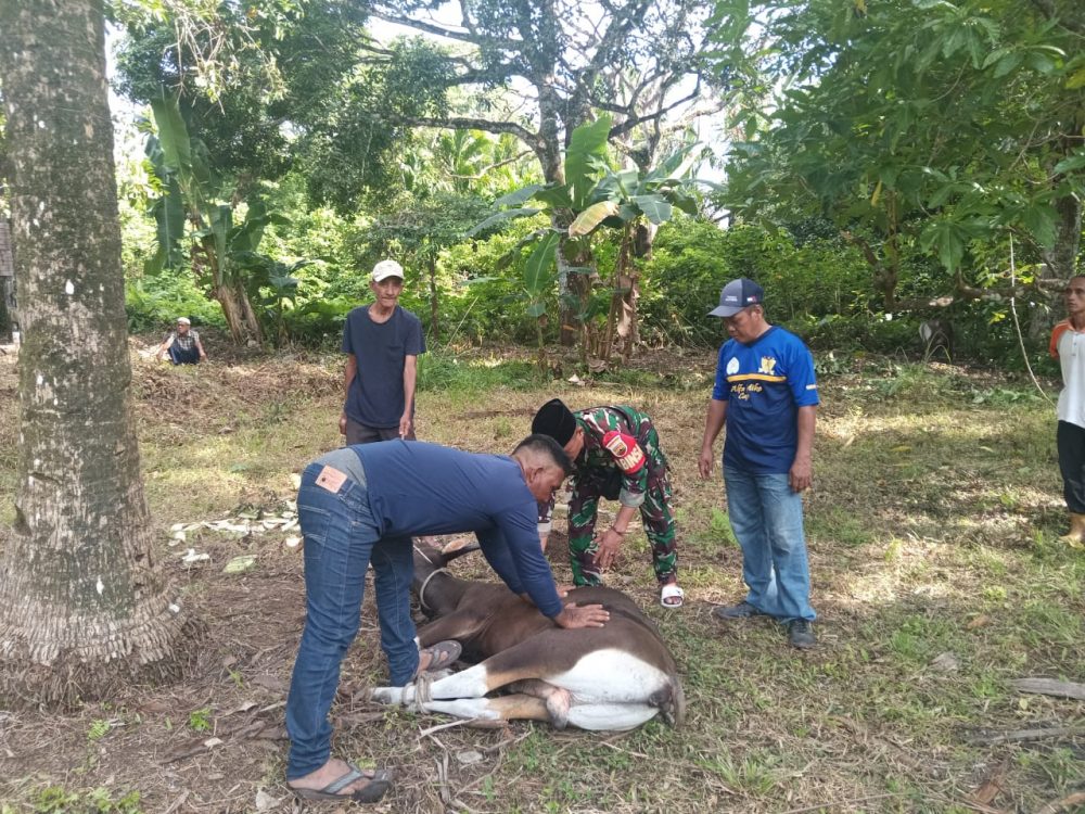 Babinsa Koramil 06/Serasan Turut Bantu Warga Lakukan Penyembelihan Hewan Kuran Babinsa Koramil 06/Serasan Turut Bantu Warga Lakukan Penyembelihan Hewan Kuran