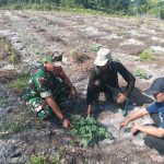 Babinsa Serda Suwarno Dampingi Petani Tingkatkan Hanpangan