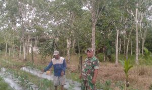 Babinsa Sertu Syaifullah Komsos Dengan Petani Desa Semedang