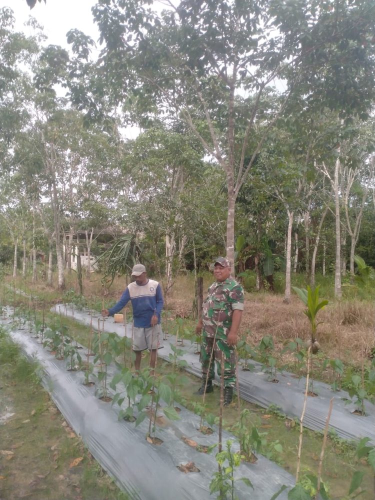 Babinsa Sertu Syaifullah Komsos Dengan Petani Desa Semedang Babinsa Sertu Syaifullah Komsos Dengan Petani Desa Semedang