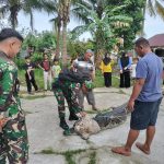Koramil 06/Serasan Dibantu Warga Berhasil Amankan Buaya Raksasa di Desa Hilir