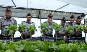 Rutan Tanjungpinang Panen 30 Kg Sayur Pakcoy Hasil Budidaya Hidroponik